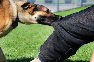 Dog Bites Personal Injury