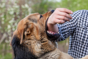Dog bite personal injury casesDog bite personal injury cases