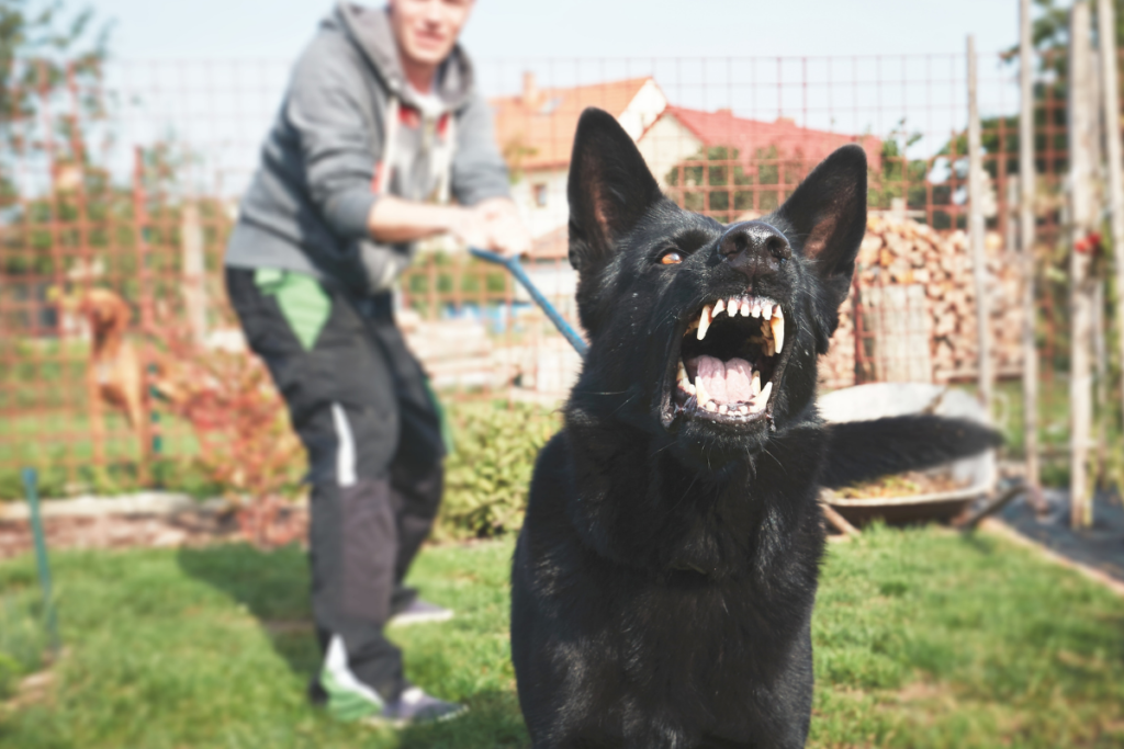 The Increased Risk of Dog Bites and Injuries 