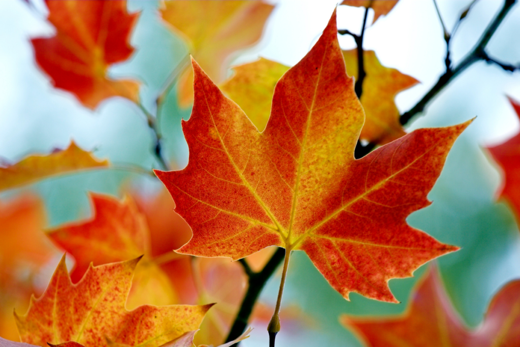 5 Common Causes of Car Accidents in the Fall